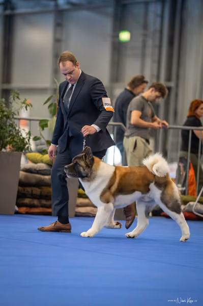 INTERCANIS Brno – BOD