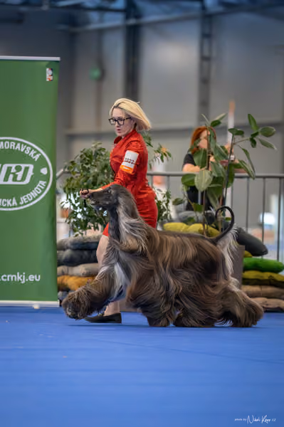 INTERCANIS Brno – BOD