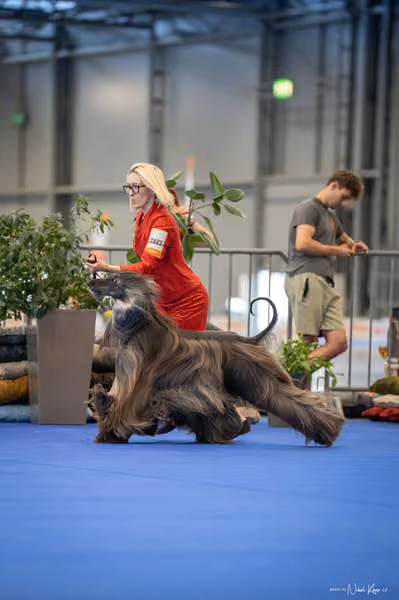INTERCANIS Brno – BOD