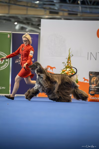 INTERCANIS Brno – BOD