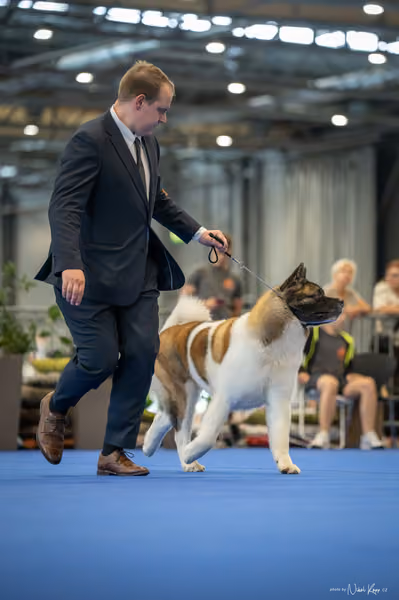 INTERCANIS Brno – BOD