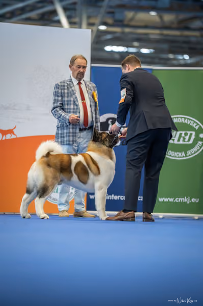 INTERCANIS Brno – BOD
