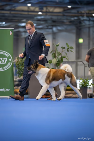 INTERCANIS Brno – BOD