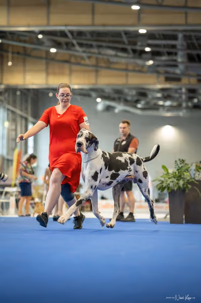 INTERCANIS Brno – BOD