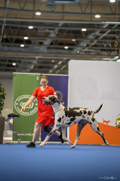 INTERCANIS Brno – BOD