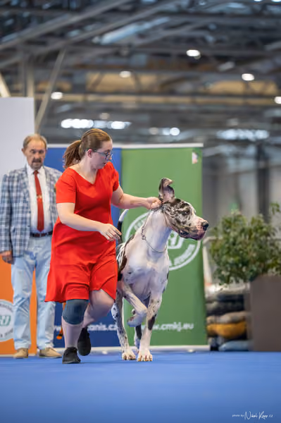 INTERCANIS Brno – BOD