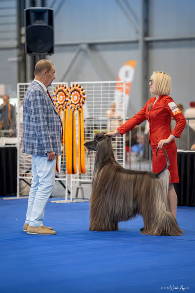 INTERCANIS Brno – BOD