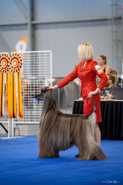 INTERCANIS Brno – BOD