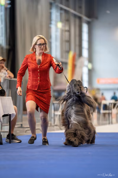 INTERCANIS Brno – BOD