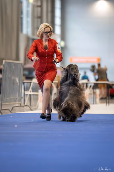 INTERCANIS Brno – BOD
