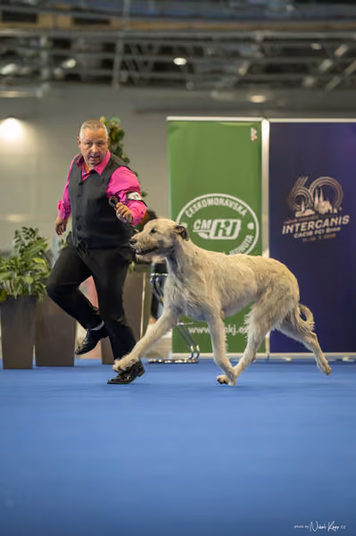 INTERCANIS Brno – BOD