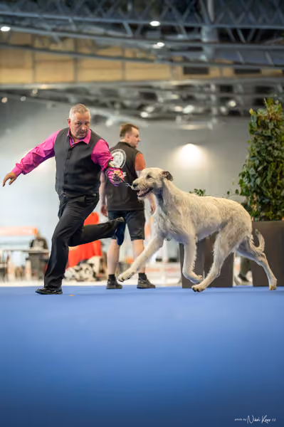 INTERCANIS Brno – BOD
