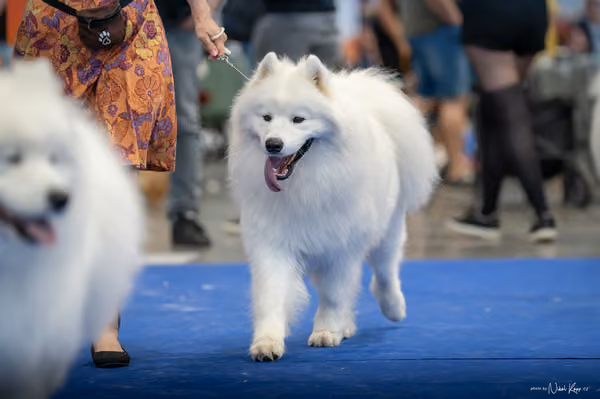 INTERCANIS Brno – Samojed