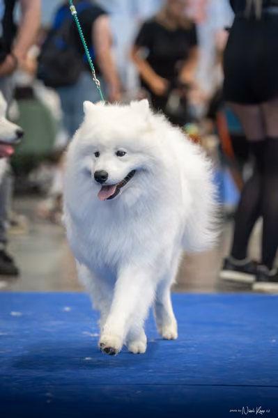 INTERCANIS Brno – Samojed