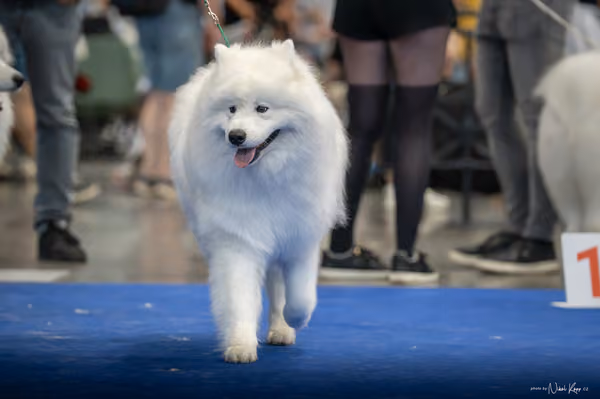 INTERCANIS Brno – Samojed