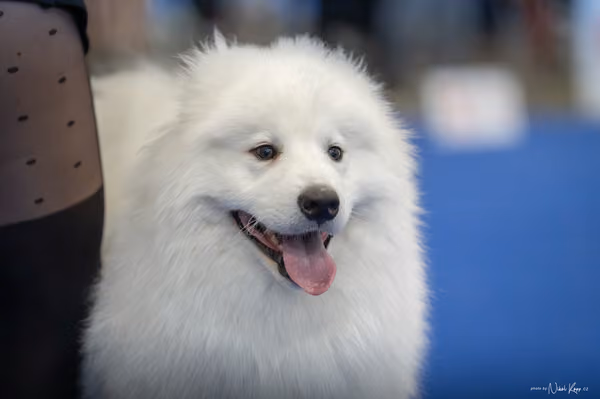 INTERCANIS Brno – Samojed