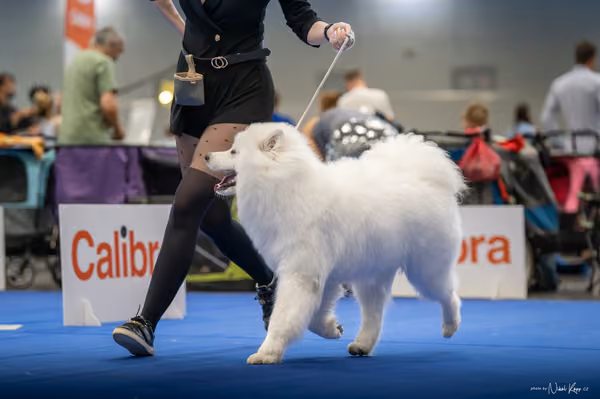 INTERCANIS Brno – Samojed