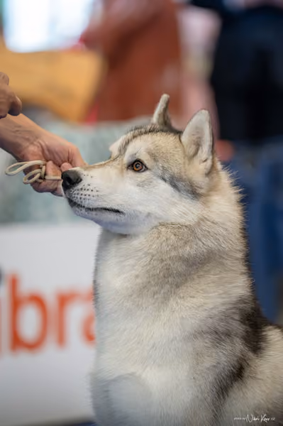 INTERCANIS Brno – Husky