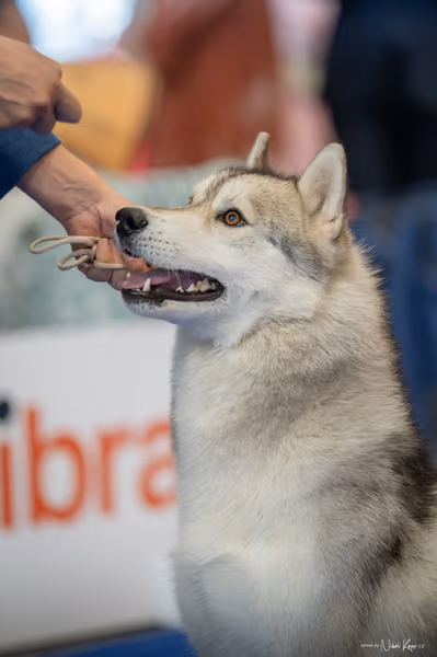 INTERCANIS Brno – Husky
