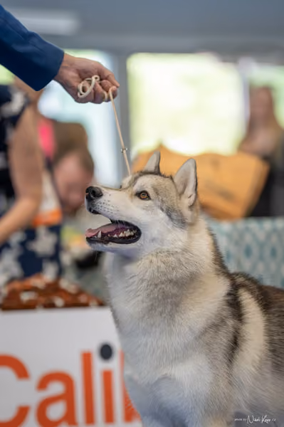 INTERCANIS Brno – Husky