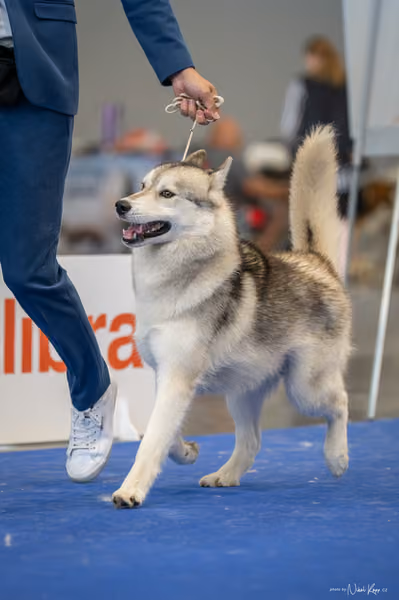 INTERCANIS Brno – Husky