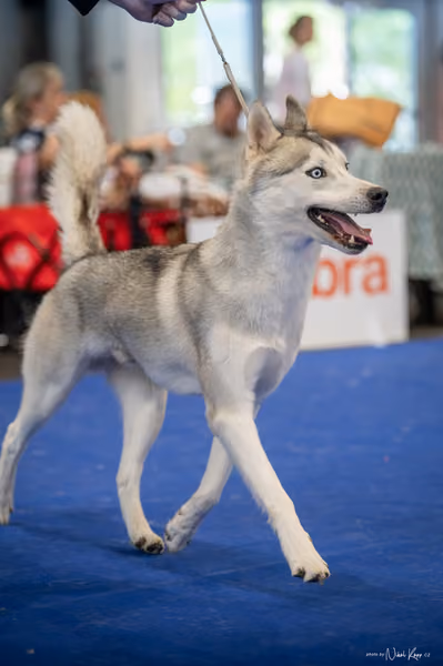 INTERCANIS Brno – Husky
