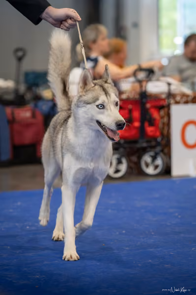 INTERCANIS Brno – Husky