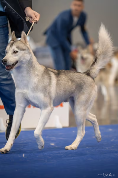 INTERCANIS Brno – Husky