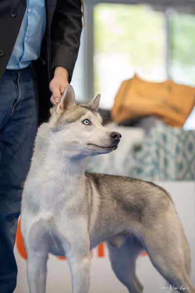 INTERCANIS Brno – Husky