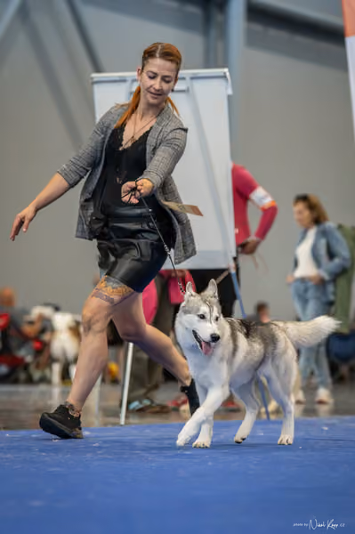 INTERCANIS Brno – Husky