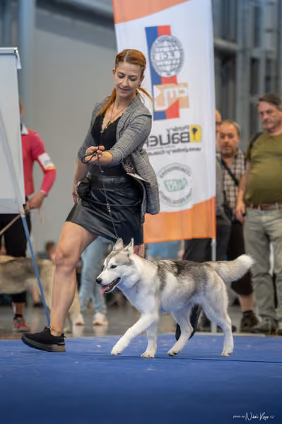 INTERCANIS Brno – Husky