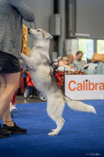 INTERCANIS Brno – Husky