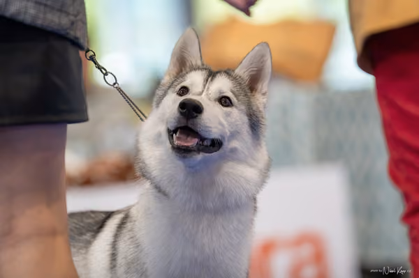 INTERCANIS Brno – Husky