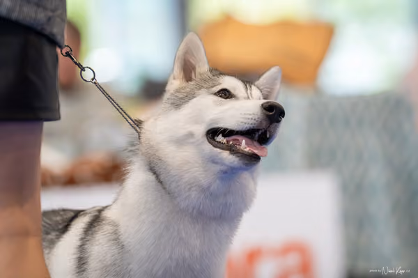 INTERCANIS Brno – Husky