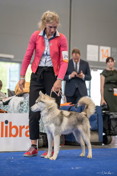 INTERCANIS Brno – Husky