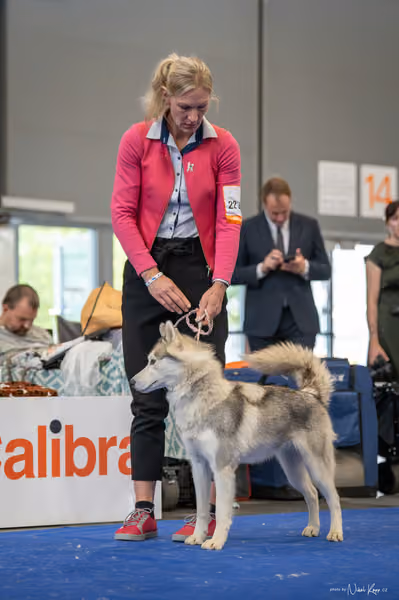 INTERCANIS Brno – Husky