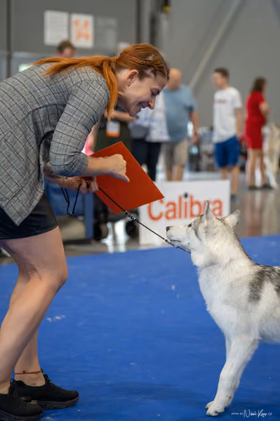 INTERCANIS Brno – Husky