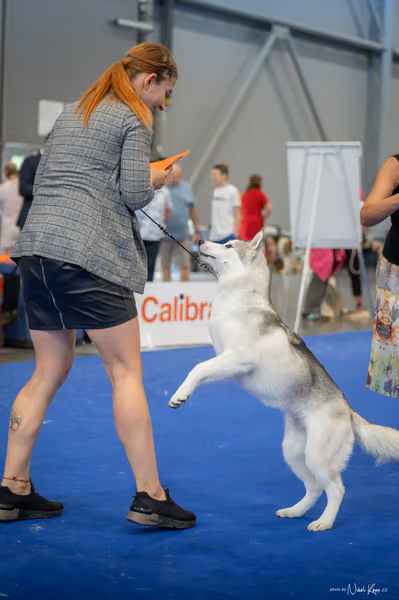 INTERCANIS Brno – Husky