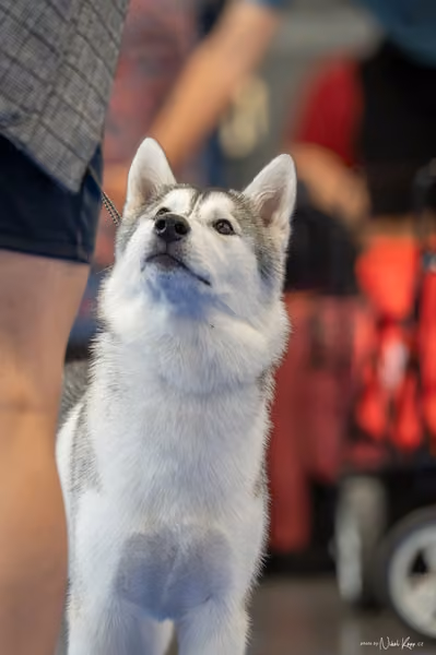 INTERCANIS Brno – Husky