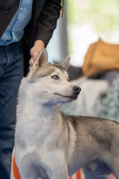 INTERCANIS Brno – Husky
