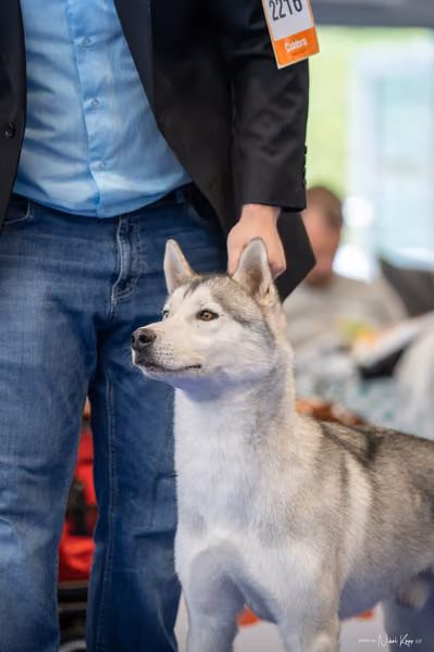 INTERCANIS Brno – Husky