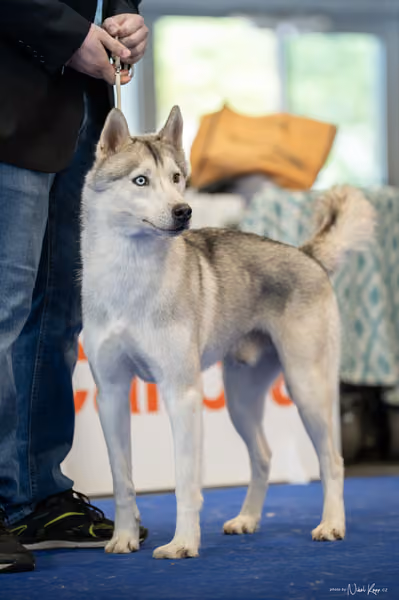 INTERCANIS Brno – Husky