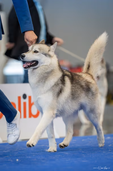 INTERCANIS Brno – Husky