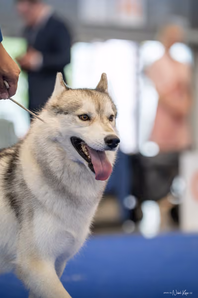 INTERCANIS Brno – Husky