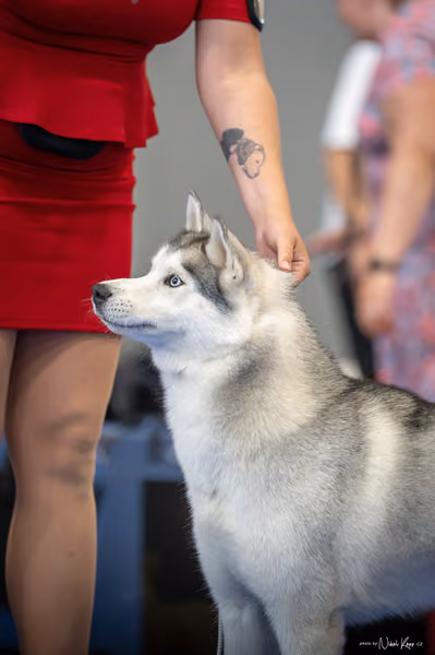 INTERCANIS Brno – Husky
