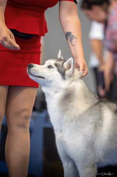 INTERCANIS Brno – Husky