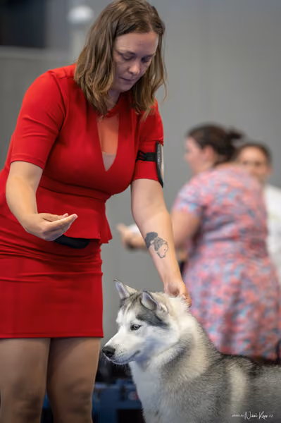 INTERCANIS Brno – Husky