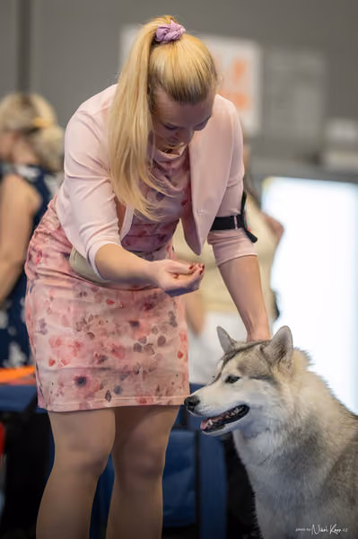 INTERCANIS Brno – Husky
