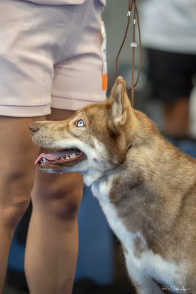 INTERCANIS Brno – Husky
