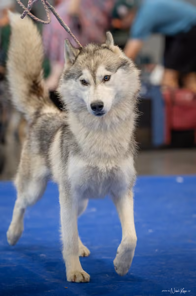 INTERCANIS Brno – Husky